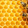 Von den Bienen kommen die wertvollen Stoffe für das Gelee Royale