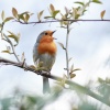 Ein Vogel sitzt auf einem Ast und singt