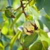 Auf einem Baum hängt eine Walnuss