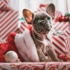 Hund in einer Weihnachtsmütze