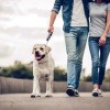 Frau und Mann machen Bewegung mit Hund