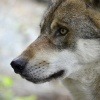 Ein Wolf schaut