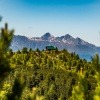 Hütte in einem Wald von Zirben