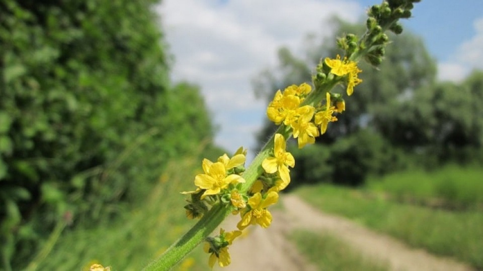 Agrimonia soll bei Verdrängung, Konfliktscheue und Unruhe helfen Agrimonia (Odermennig) am Wegesrand