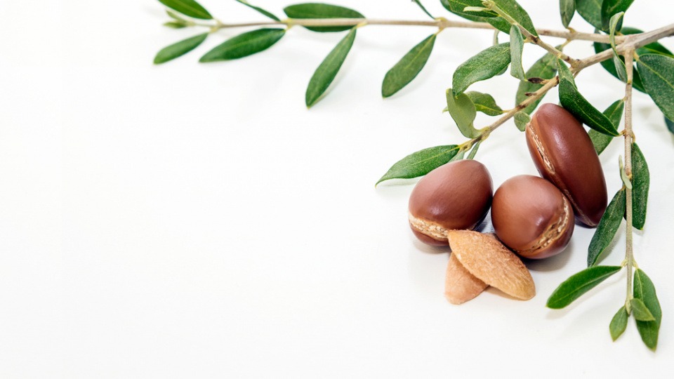Argan neben Blättern Argan neben Blättern