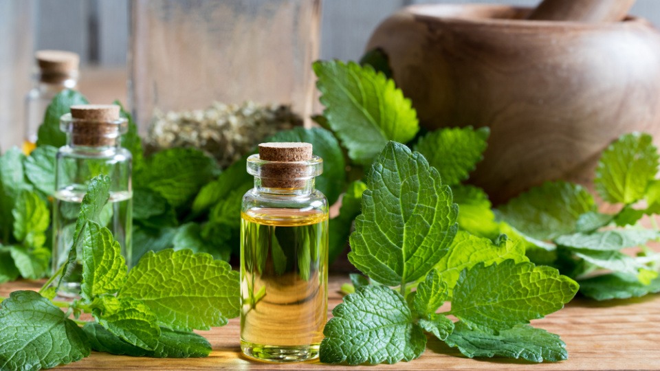 Das ätherische Öl von Melisse kann beruhigend wirken und gegen Lippenherpes helfen. Ein Fläschchen mit ätherischem Öl steht neben Blättern von Melisse