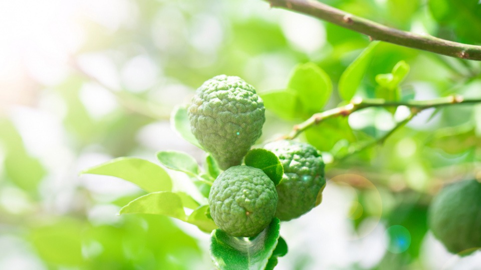 Das ätherische Öl der Bergamotte kann bei Hitzewallungen in den Wechseljahren helfen Bergamotte