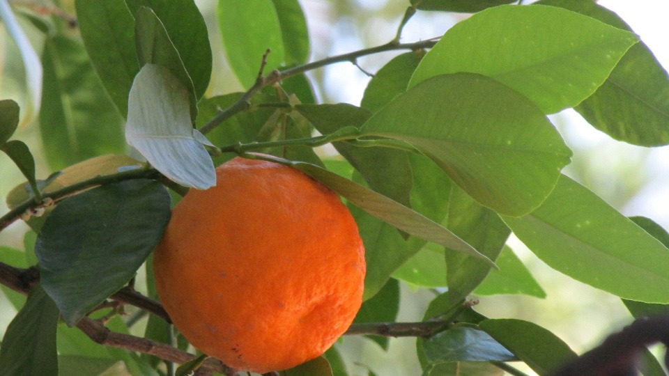 In Zeiten der Trauer kann Neroli unterstützen. Eine Bitterorange am Baum