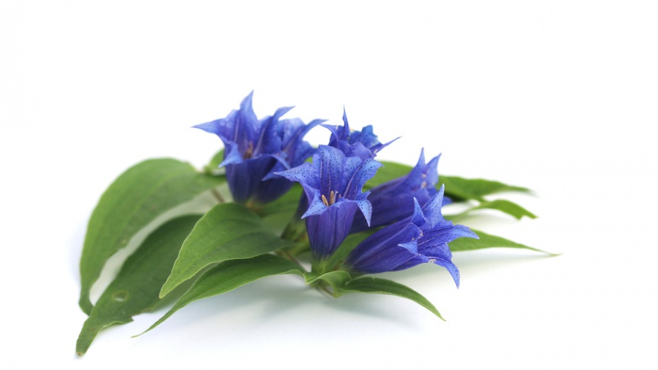 Enzian enthält Bitterstoffe und kann bei Verdauungsproblemen durch Stress helfen Blüten und Blätter von Enzian