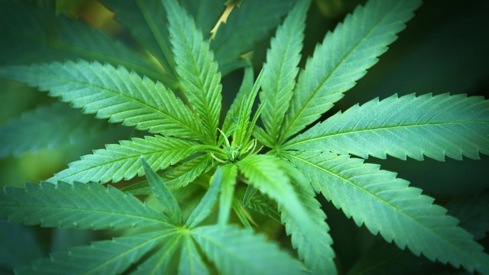 Hanf soll entzündungshemmend wirken Hanfblätter