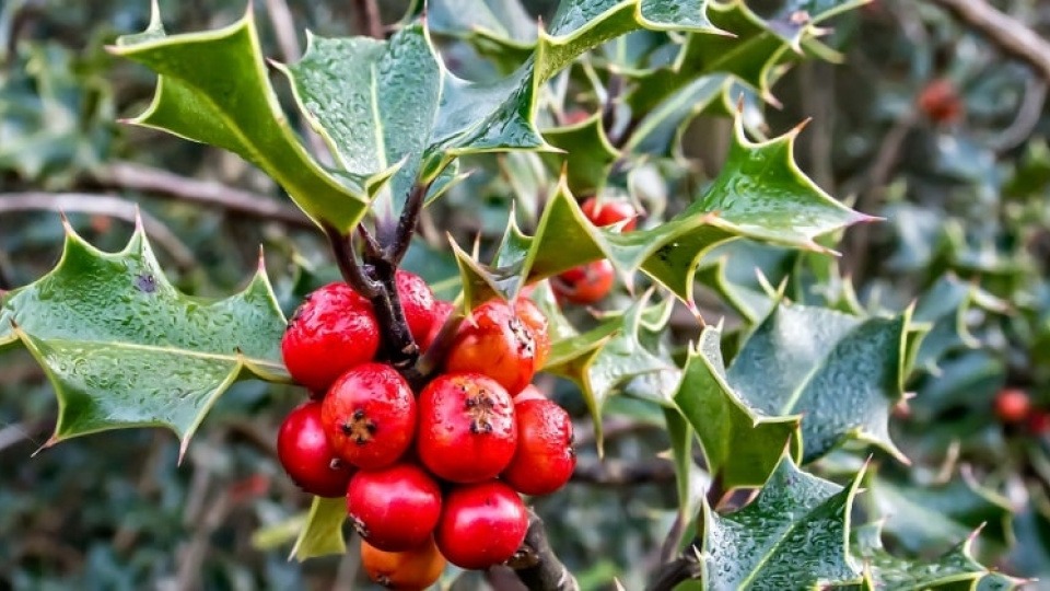 Die Stechpalme (Holly) hilft, das Herz für die Liebe zu öffnen und inneren Frieden zu finden Stechpalme (Holly)