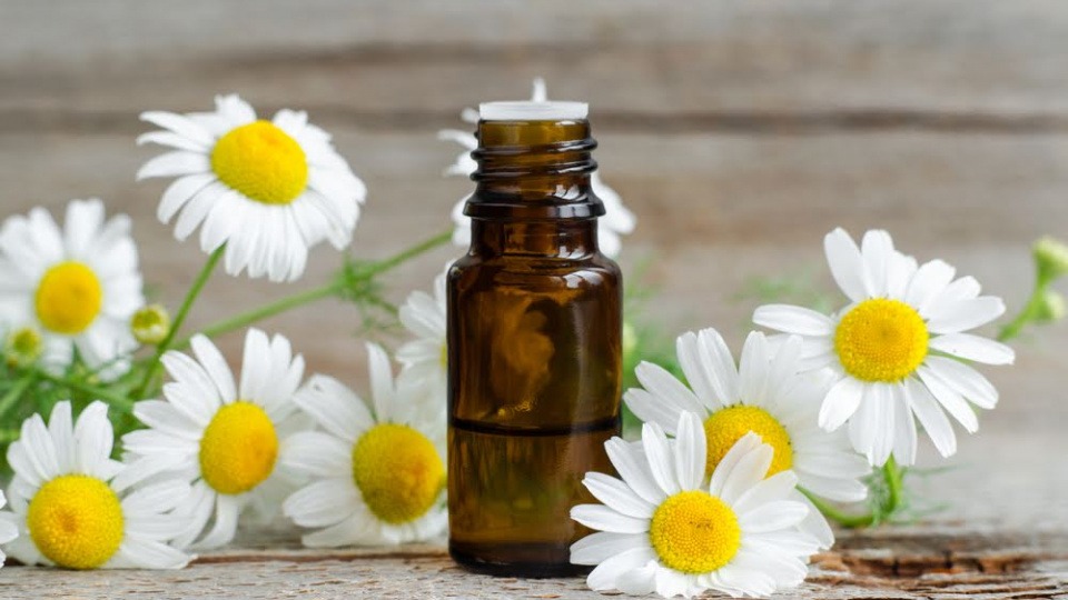 Kamille kann antiviral wirken. Ein Fläschchen Kamillenöl