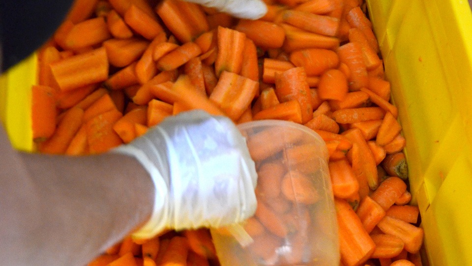 Wird rohes Gemüse wie Karotten fermentiert, ist es für den Darm leichter verdaulich Karotten werden mit einem Gefäß geschöpft