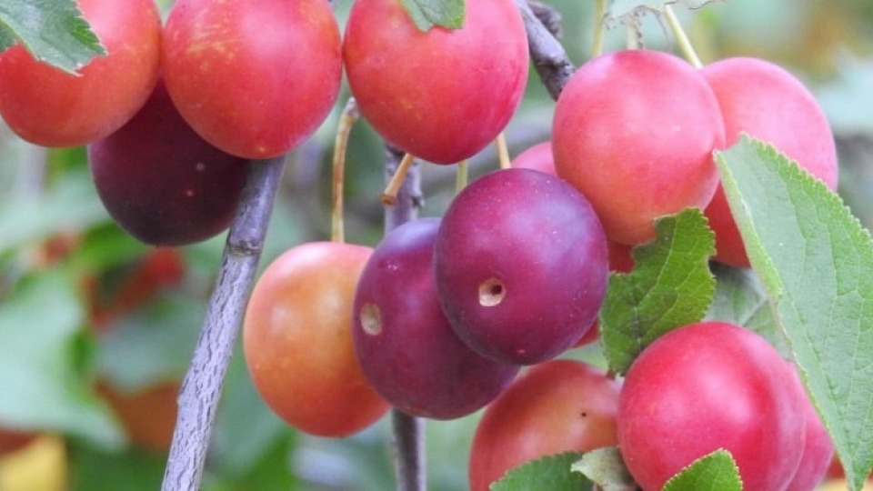Kirschpflaumen können helfen, innere Spannungen abzubauen Kirschpflaumen hängen auf einem Baum