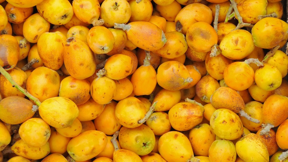 Aus den Marula-Samen kann Pflanzenöl gewonnen werden Viele Marulafrüchte