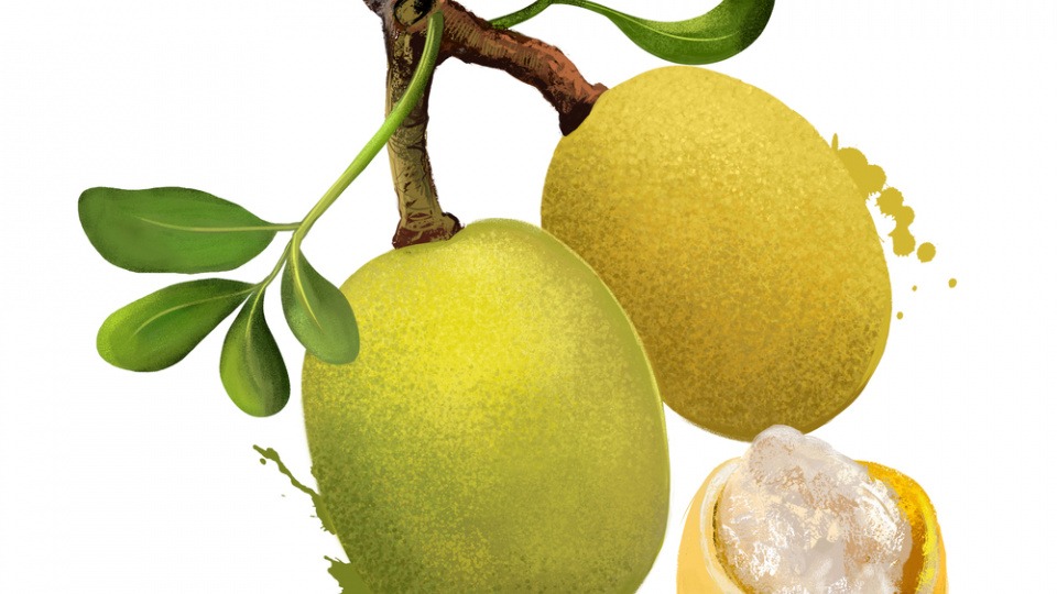 Das Marulafruchtfleisch wird zur Herstellung von Getränken verwendet Auf einem Ast hängen zwei Marulafrüchte