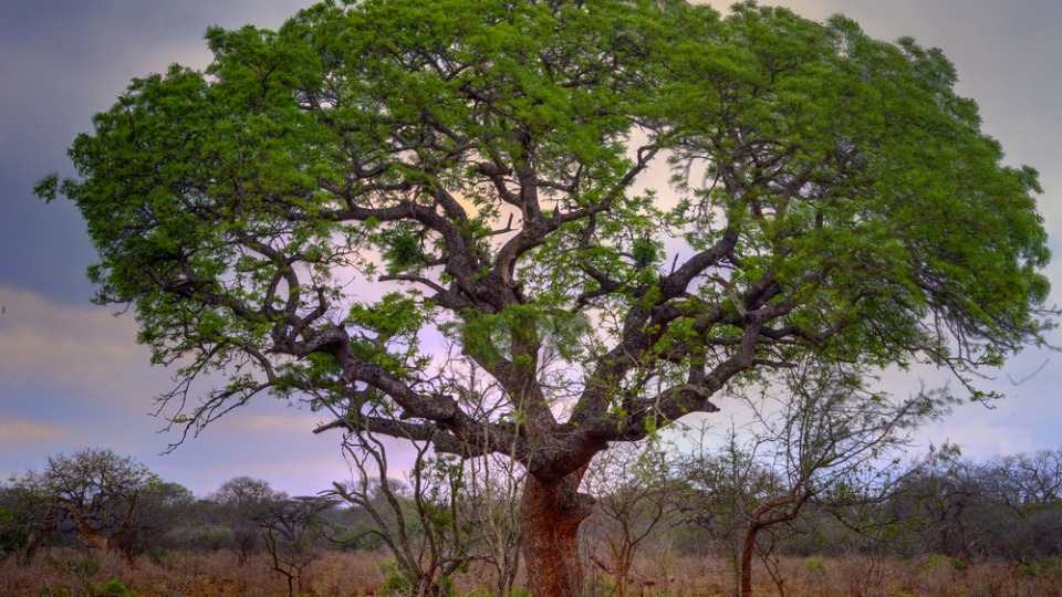 Besser bekannt ist der Marulabaum als Elefantenbaum Marulabaum, Elefantenbaum
