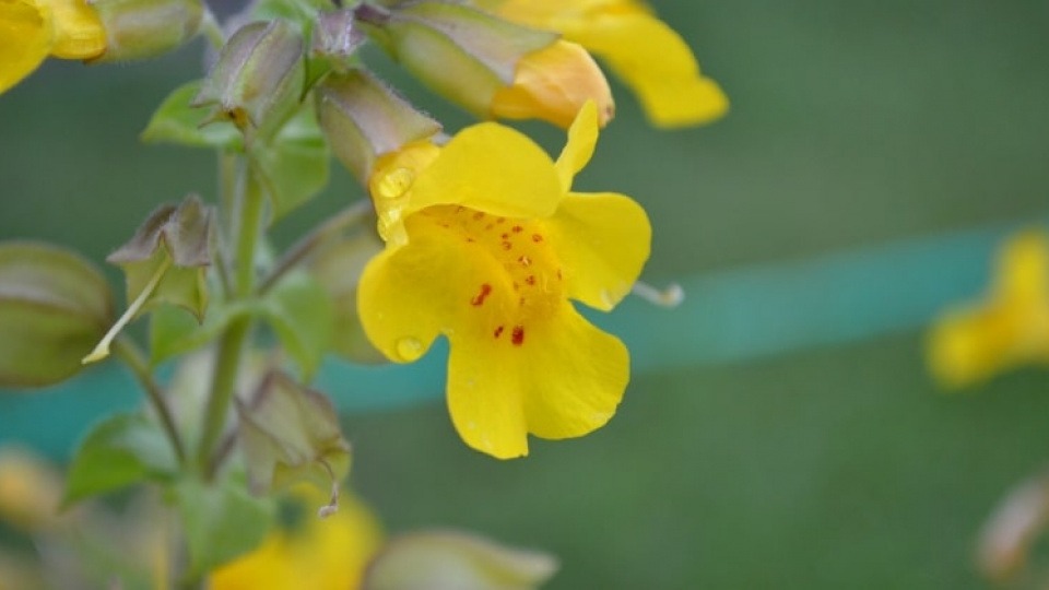 Die gefleckte Gauklerblume (Mimulus) hilft dir, das Gefühl, alleine zu sein, loszuwerden Mimulus, gefleckte Gauklerblume