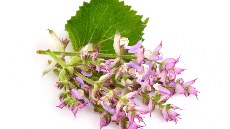 Das ätherische Öl des Muskatellersalbeis kann in den Wechseljahren gegen Hitzewallungen helfen Muskatellersalbei mit Blatt