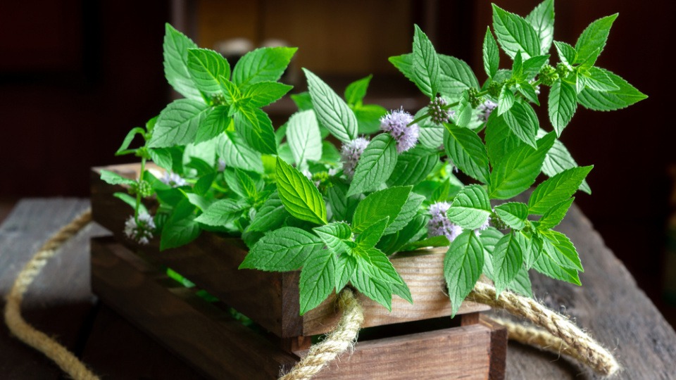 Ätherische Öle wirken über das limbische System auf unser Gehirn Pfefferminze Arvensis