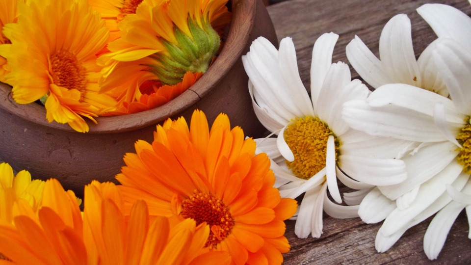 Mit Kamille oder Ringelblume bekommen deine Haare eine gesunde Farbe Blüten einer Ringelblume und Kamille