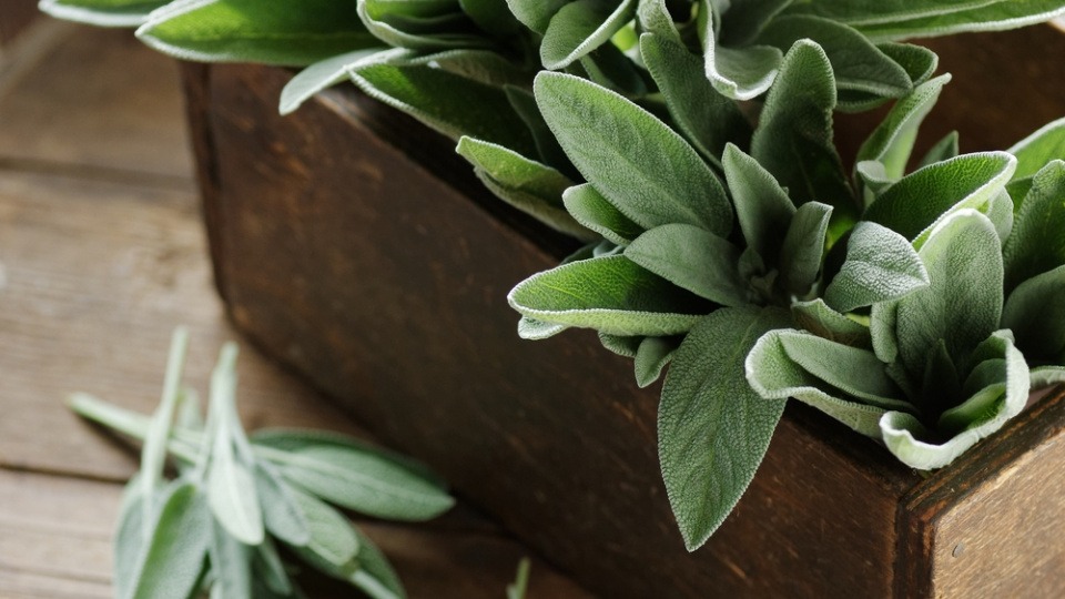 Salbei enthält ätherische Öle und Bitterstoffe Salbeiblätter in einer Kiste