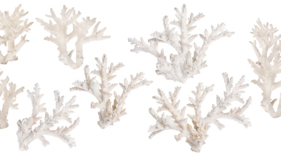 Die Sango-Koralle kann als Zusatz für ein Basenbad verwendet werden. Sango Koralle für basisches Fußbad