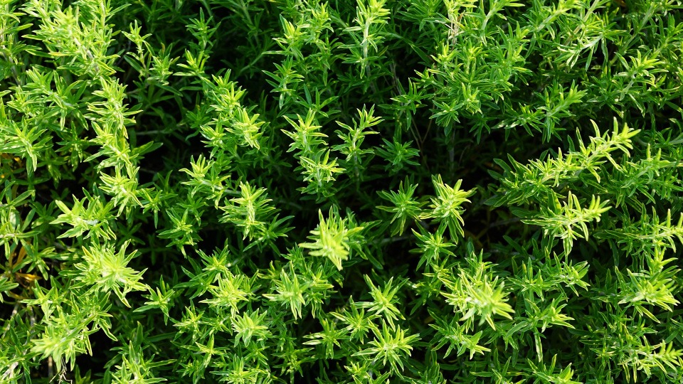 Thymian kann antiviral wirken. Ein Tyhmianstrauch