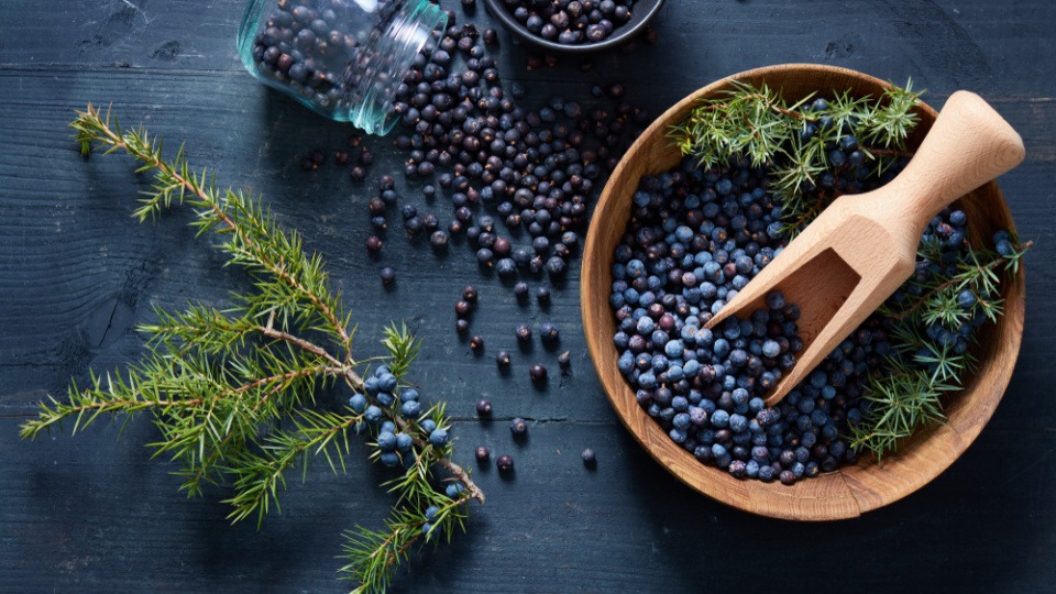 Wacholderbeeren können der Verdauung auf die Sprünge helfen Wacholderbeeren