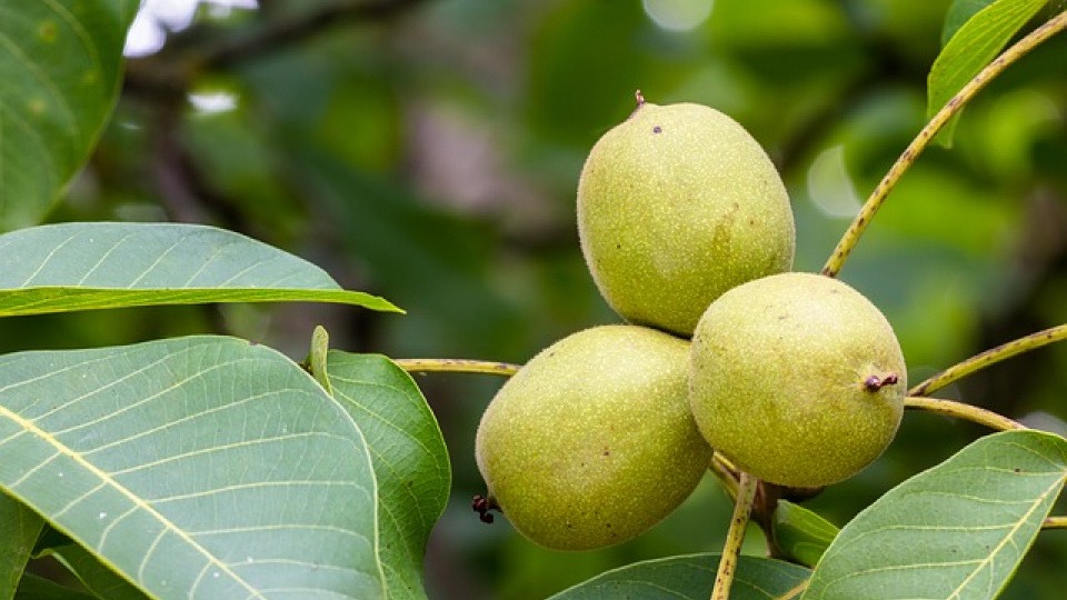 Wenn das Loslassen schwer fällt und die Situation nicht angenommen werden kann, dann hilft die Walnuss. Sie hilft zu akzeptieren was ist und anzunehmen was kommt. Walnüsse helfen loszulassen Unreife grüne Walnüsse hängen auf einem Baum
