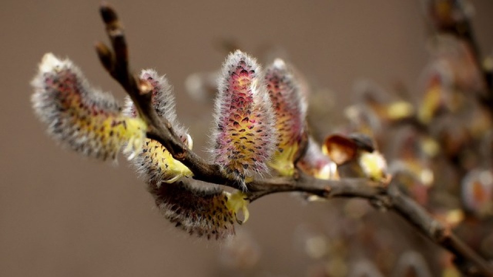 Die Gelbe Weide kann uns helfen, das Schicksal anzunehmen Eine gelbe Weide blüht (Willow)