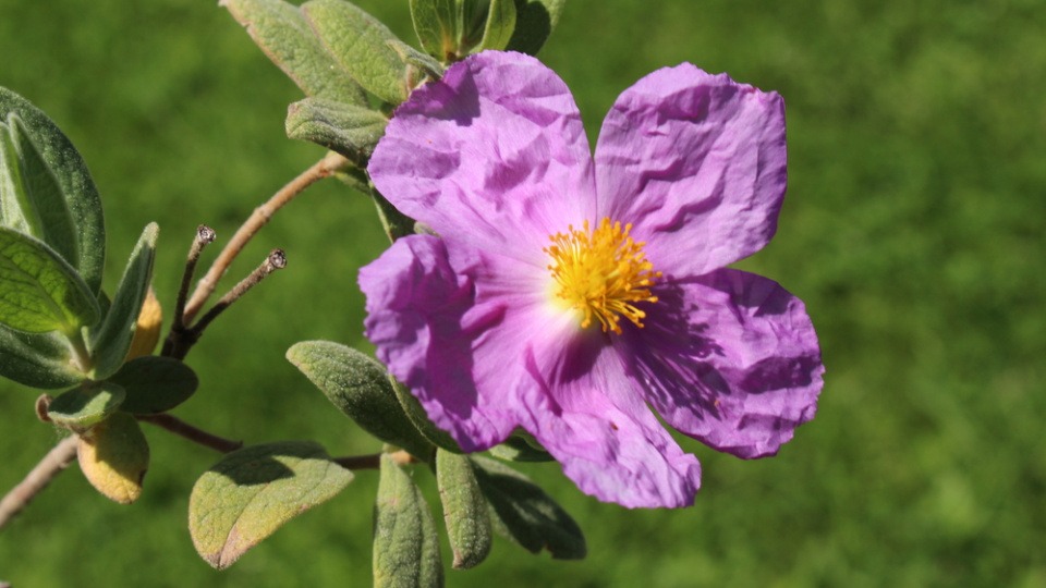 Das ätherische Öl der Zistrose ist seit langem eine Bereicherung für die Aromatherapie. Blüte der Zistrose (Cistus)