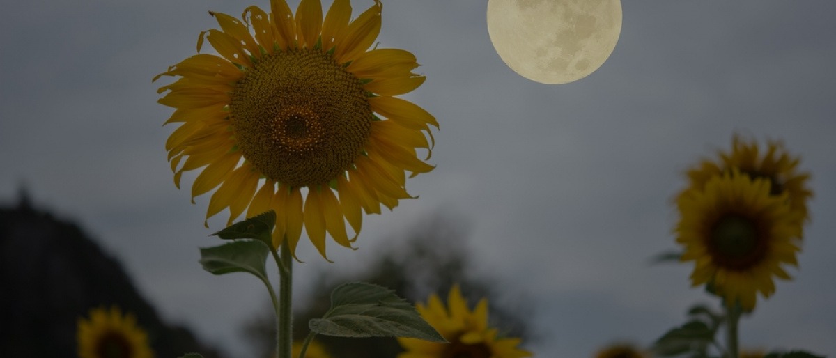 Sonnenblume bei Vollmond im August 2023