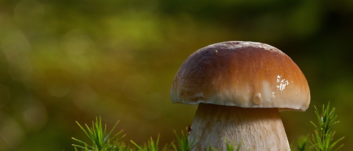 Steinpilz im Wald