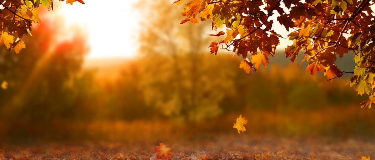 Fallendes Herbstlaub.