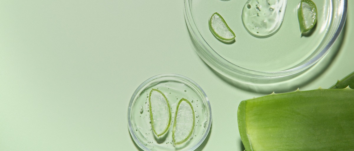 Aloe Vera Pflanze
