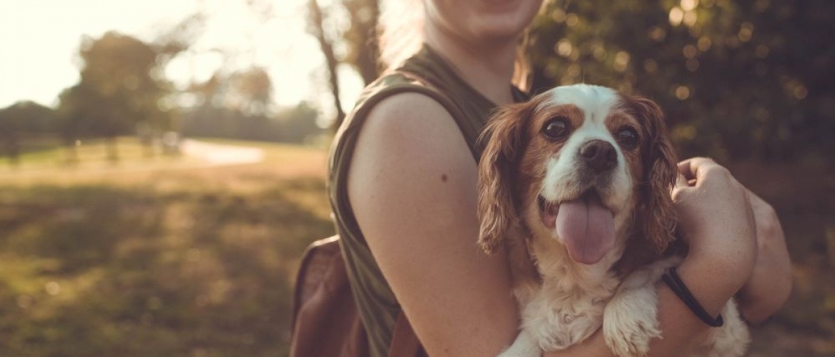 Ein Hund befindet sich in den Armen einer Frau