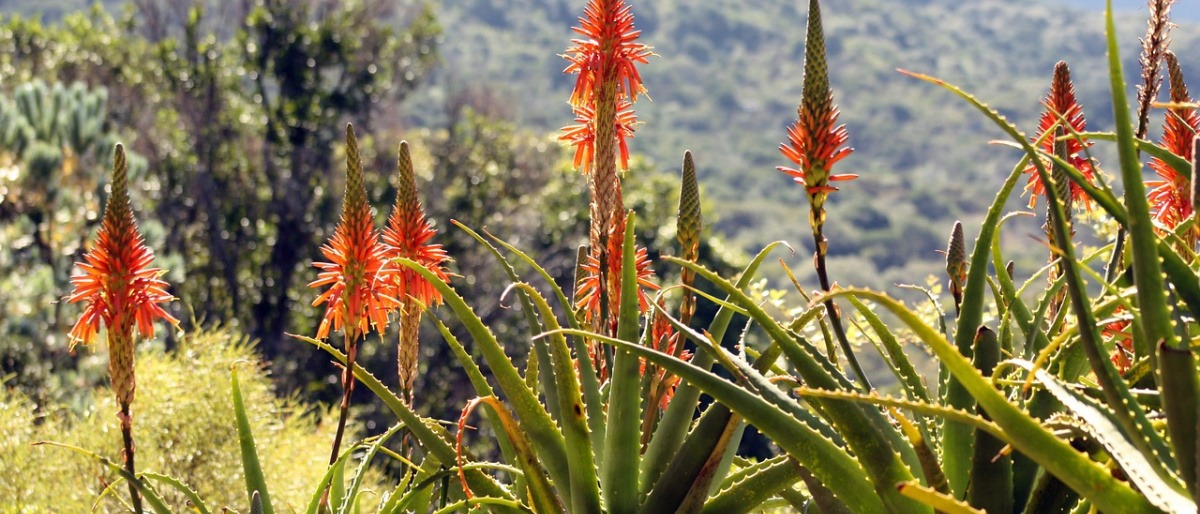 Aloe Ferox