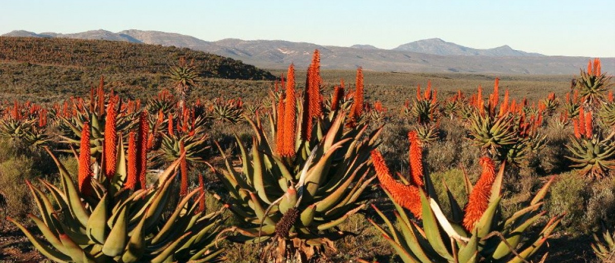 Aloe Ferox Pflanze wächst in Südafrika