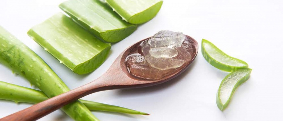 Aloe Vera Blatt mit Gel