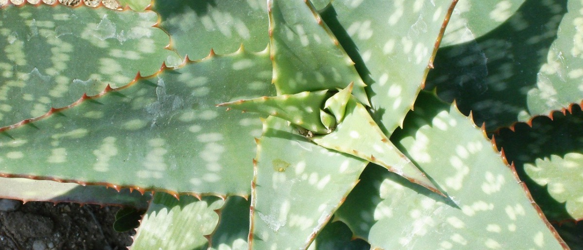 Eine Aloe Vera ist zu sehen