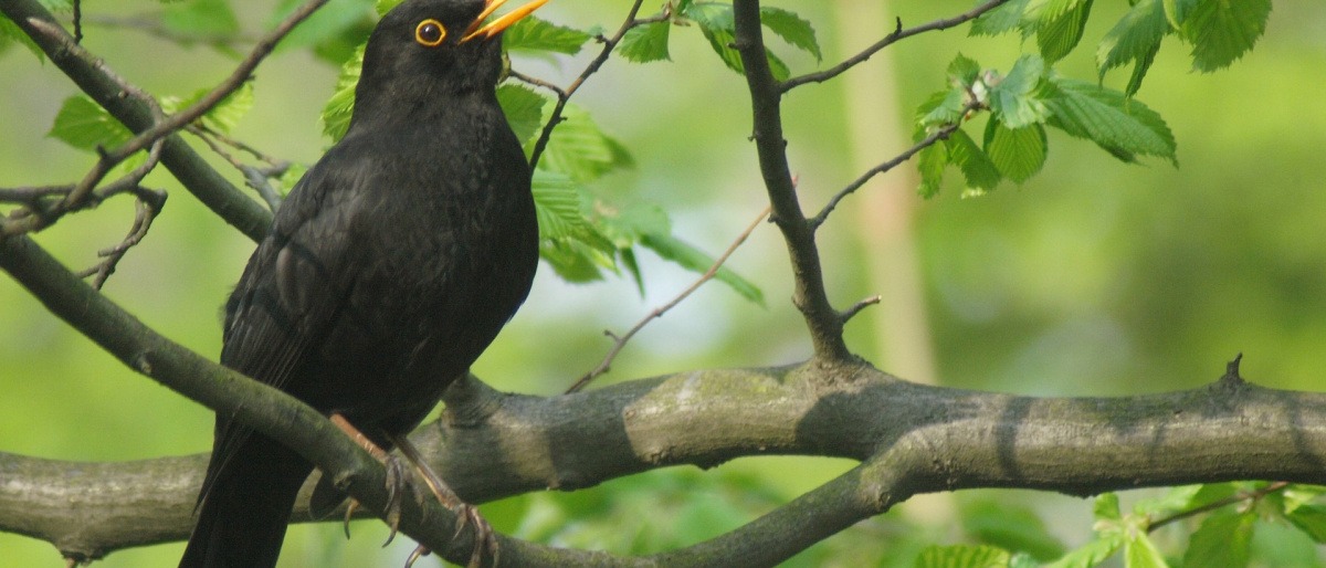 Eine Amsel singt auf einem Baum