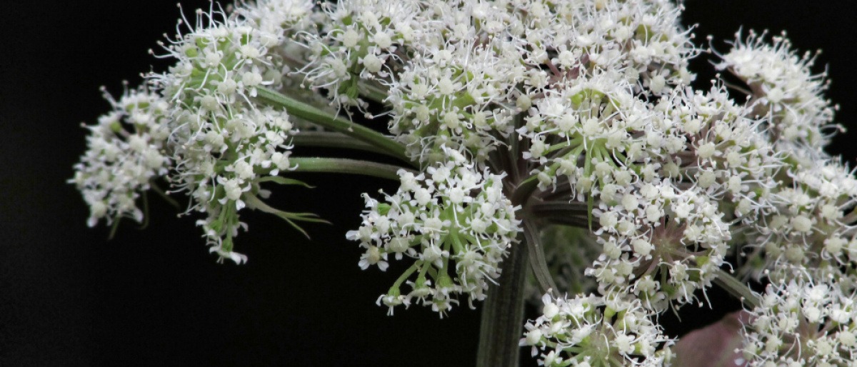 Eine Angelikawurzel hat weiße Blüten