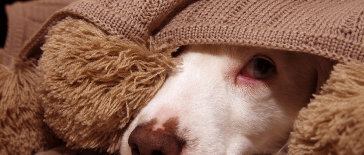 Angst beim Hund - ängstlicher Hund unter einer Decke. 