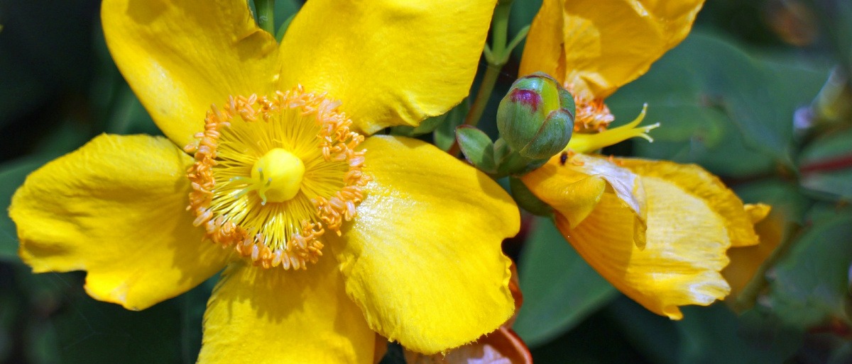 Die Blüte zur Anwendung Johanniskraut (Hypericum perforatum, Hyperiaceae) ist zu sehen