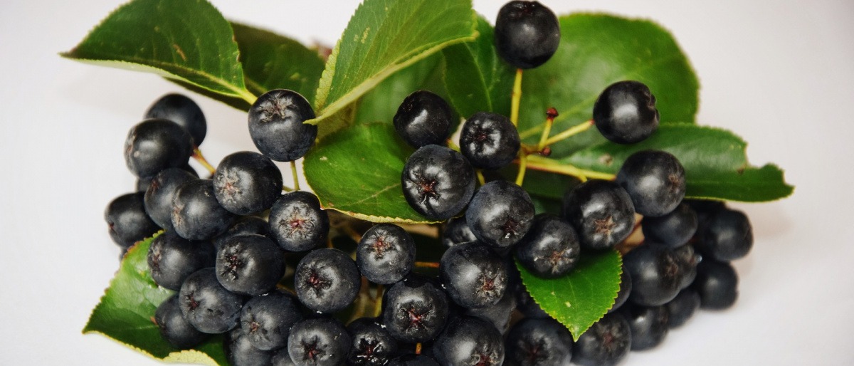 Aroniabeeren liegen auf hellem Hintergrund
