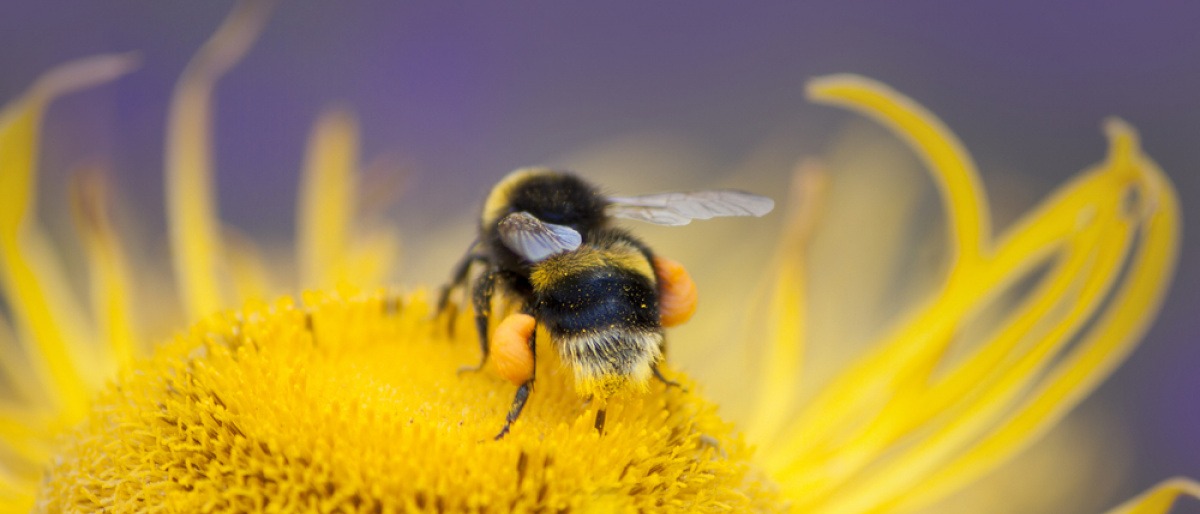 Eine Biene sammelt Pollen
