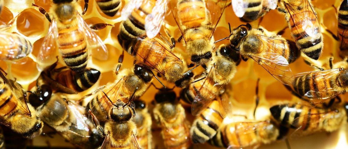 Bienen erzeugen auf einer Wabe Gelee Royale