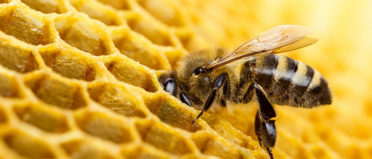 Bienenwachs Entstehung