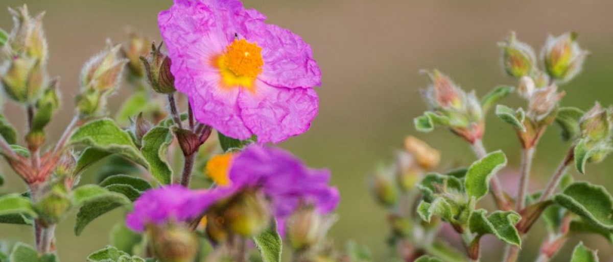 Eine Blüte der Pflanze Zistrose (Cistus)
